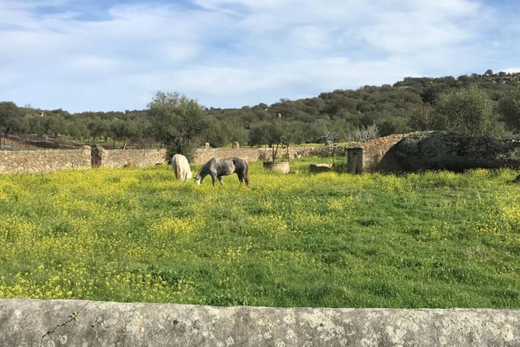 Casa - Apartamento Rural La Tahona Del Abuelo Plasenzuela Εξωτερικό φωτογραφία